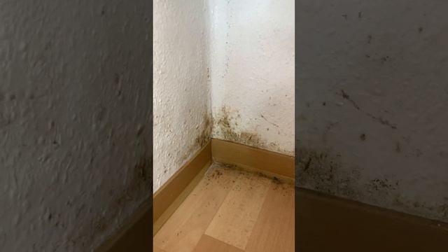 Как бороться с плесенью в Германии смотреть онлайн