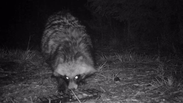 Usūrinis šuo ,Nyctereutes procyonoides смотреть онлайн