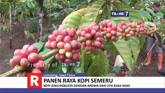 TRANS7 JAWA TIMUR - Sruput Jos Kopi Semeru смотреть онлайн