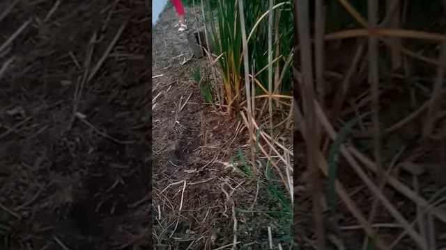 Мы с подругой на рыбалке смотреть онлайн