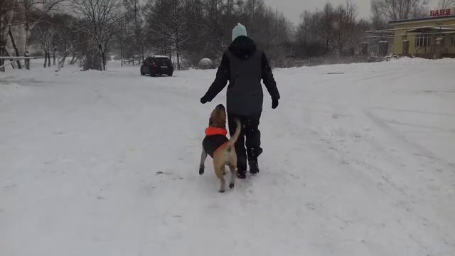 Кадебо Бадди и снег) смотреть онлайн