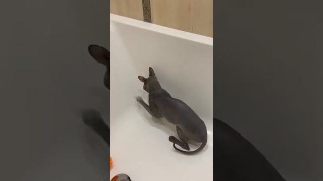 Канадский сфинкс играет на нервах смотреть онлайн