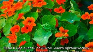 Настурция: посадка и уход в открытом грунте