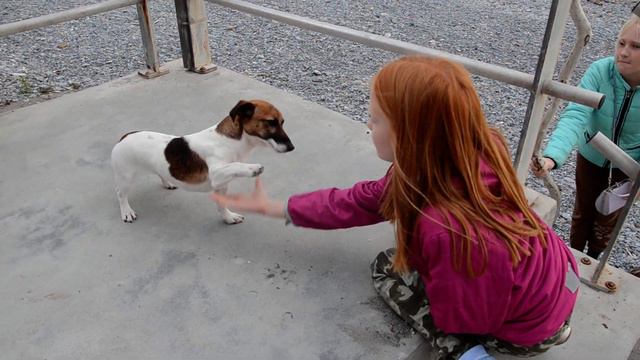 Даёт лапу смотреть онлайн