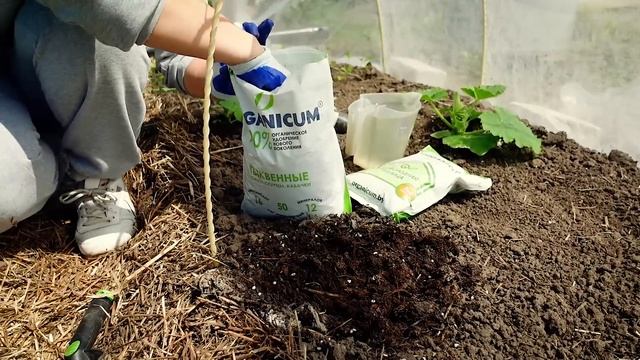 ПРОЖОРЛИВАЯ КРАСАВИЦА | Подкормка и высадка тыквы в открытый грунт смотреть онлайн