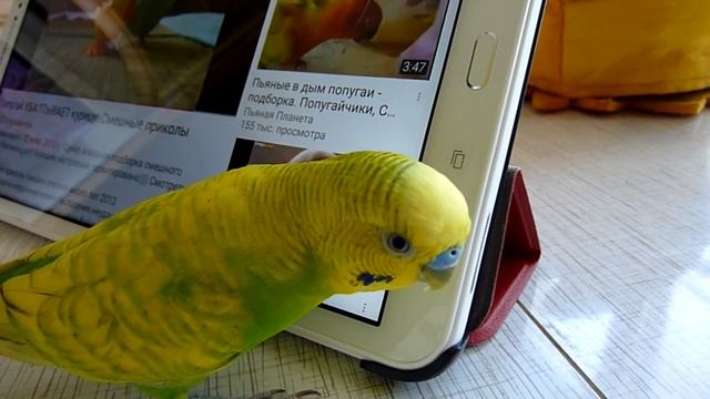 Планшет-любимая игрушка?!//Что любит попугай//ВОЛНИСТЫЙ ПОПУГАЙ//Птицы смотреть онлайн