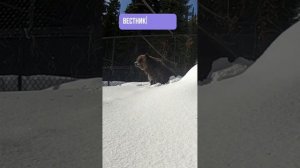 Проснись и ты