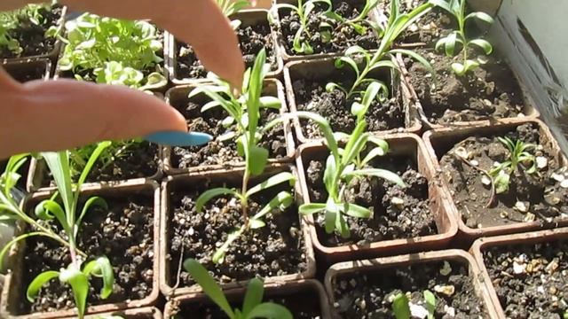 Как получить пышный куст ГВОЗДИКИ ШАБО — правильно ПРИЩИПНУТЬ! смотреть онлайн