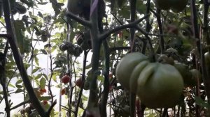 ???ТОМАТ ((( БЫЧИЙ ЛОБ )))