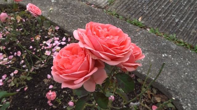 Rosa ´Kimono´