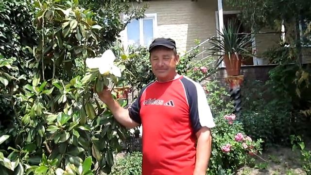 Magnolia Grandiflora In Moldova (Магнолия грандифлора)