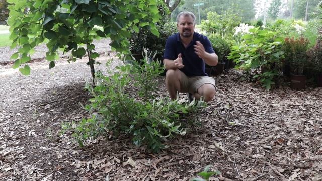 'Sixteen Candles' Clethra in 2 Min - Fragrant Flowers for Pollinators?? смотреть онлайн