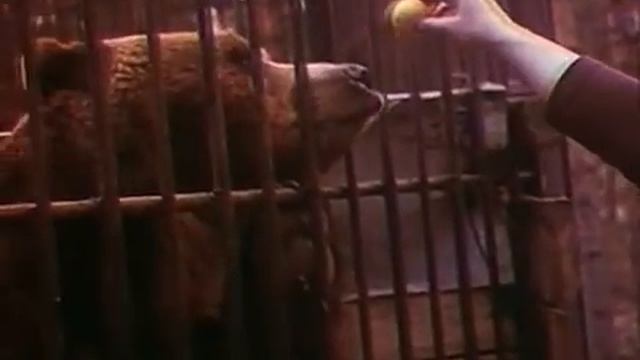О буром медведе, 1978 смотреть онлайн