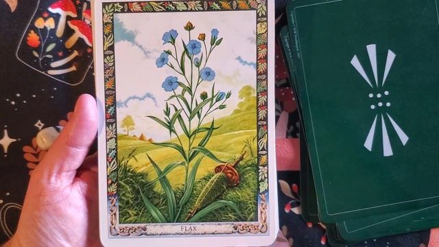 The Druid Plant Oracle Review. Old Deck Throwback! смотреть онлайн