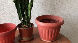 Молочай трехгранный. Пересадка. Обрезка. Уход.