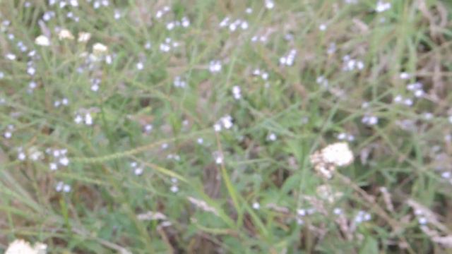 Verbena officinalis 200817 смотреть онлайн