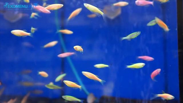 Данио рерио - светящиеся разноцветные рыбки! смотреть онлайн