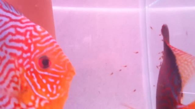 breeding discus CHECKERBOARD TURQS discus pair with fry смотреть онлайн