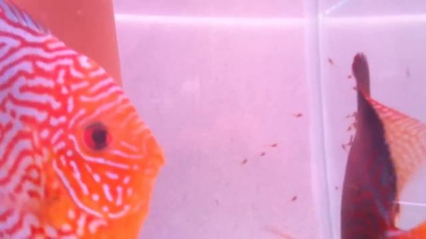 breeding discus CHECKERBOARD TURQS discus  pair with fry