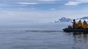 Спасаясь от косаток, пингвин запрыгнул в лодку с туристами