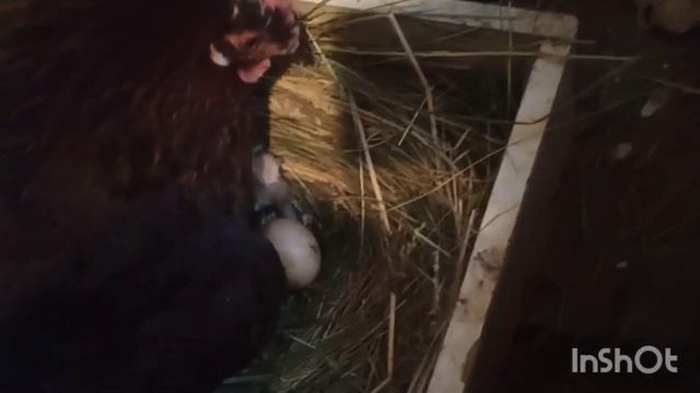 Наседка (квочка) вывела 10 цыплят из 11 яиц. смотреть онлайн