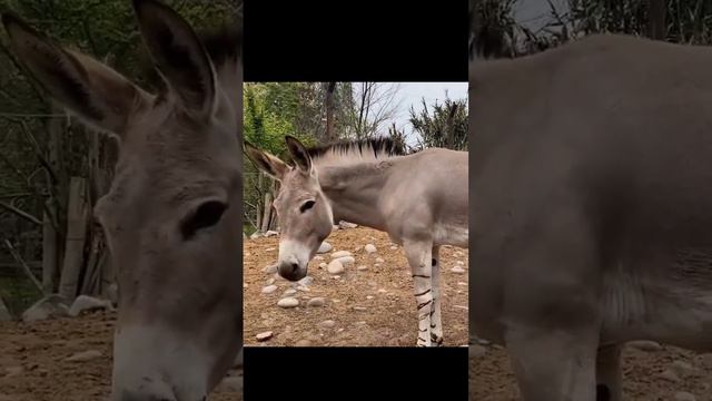 burro de somalia смотреть онлайн