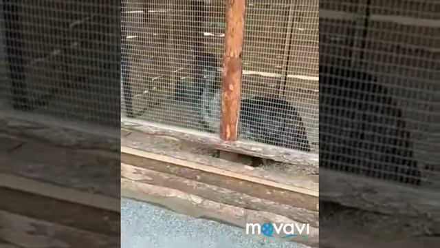 Берёзовая роща Новосибирск. Контактный зоопарк смотреть онлайн