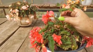 Черенкование бегонии в перлит