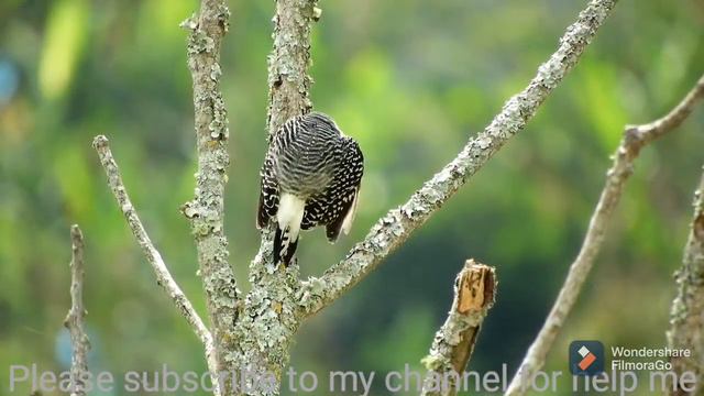 Islamic background music no copyright | Arabic background music no copyright | Nasheed vocal | 1 смотреть онлайн