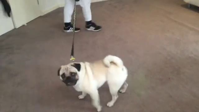 PUG WARS: A Love Story смотреть онлайн