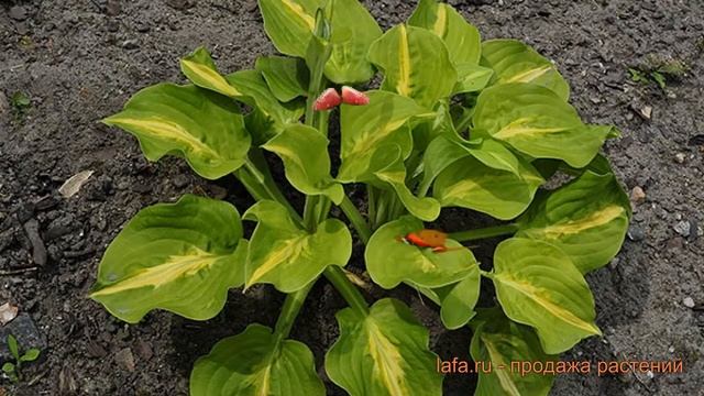 Хоста гибридная Манго Танго (hosta mango tango) ? обзор: как сажать, луковицы хосты Манго Танго смотреть онлайн