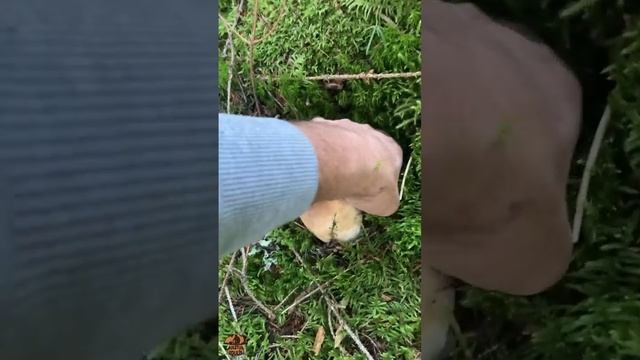 Cèpes une super belle sortie Champipote !!! #Cèpes 2023 #cèpes #champignons смотреть онлайн