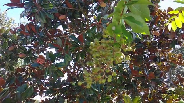 Красные плоды магнолий. смотреть онлайн