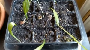 Размножение лилий чешуйками