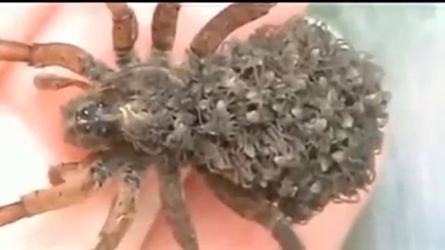 Самка паука с детишками на спине смотреть онлайн