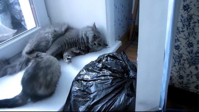 Ленивый кот и наглый хорек смотреть онлайн