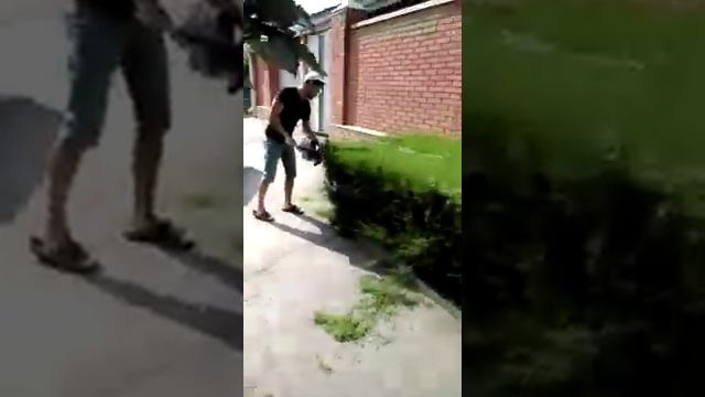 Стрижка тамарикса