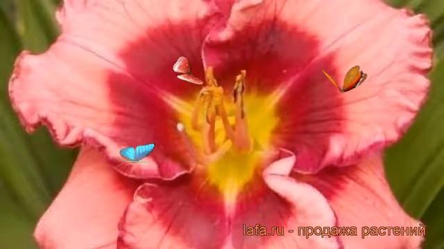 Лилейник гибридный Дан Махони (hemerocallis) ? обзор: как сажать, рассада лилейника Дан Махони смотреть онлайн