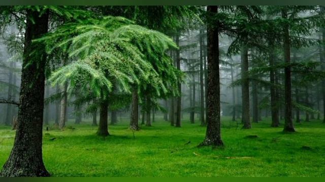 Очень красивые арабские песни