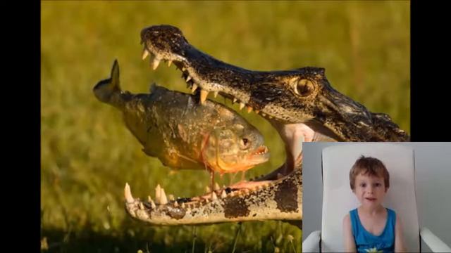 Парагвайский кайман (Yacare Caiman)