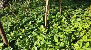 Как приготовить сныть.