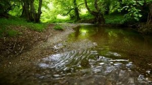 музыка для сна, шум воды, звуки леса, релакс