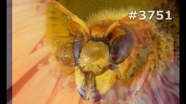 Котики в Эфире