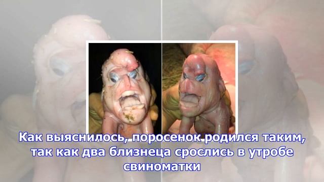 В китае родился поросенок-«мутант» смотреть онлайн