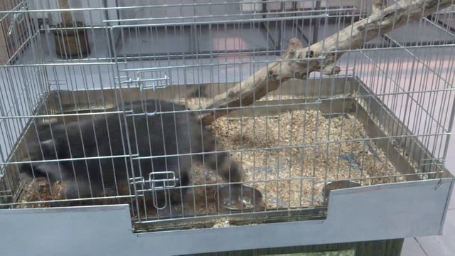 Crazy raccoon | Башенный енот | Енот сошел с ума в клетке смотреть онлайн