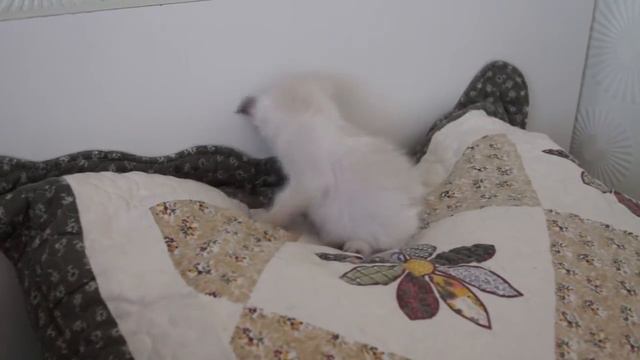 Моль умывается смотреть онлайн