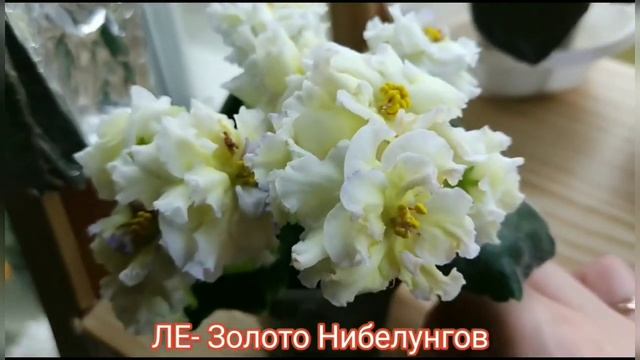 9 СОРТОВ ФИАЛОК С НАЗВАНИЯМИ. смотреть онлайн
