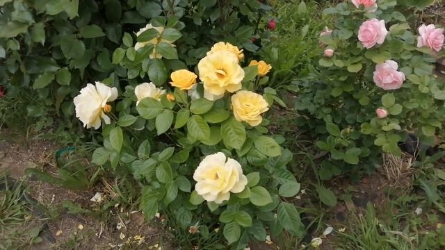 Розы пересорт. Красивые, но... смотреть онлайн