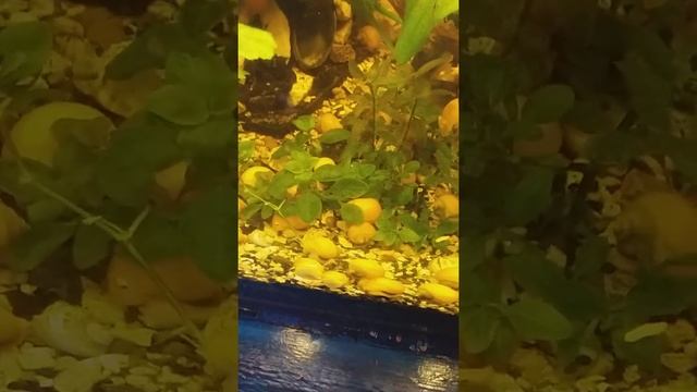 Чем кормить ампулярий? А морковь варёную едят! смотреть онлайн