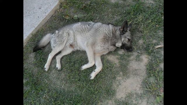 Некачественая стерилизация. Спасение собачки Ради смотреть онлайн